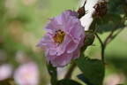 York and Lancaster rose photo