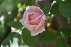 Antoine Rivoire rose photo