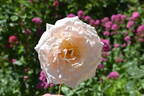 Antoine Rivoire rose photo