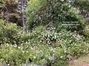 Dundee Rambler rose photo