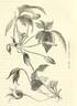 C. barbellata clematis photo