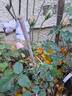 Vesalius rose photo