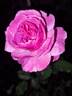 Dolce ® rose photo
