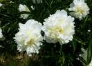 Sulphurea peony photo