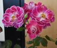 Cherries 'n' Cream™ rose photo