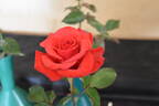 Kardinal 85 ™ rose photo