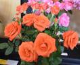 Rusticana ® rose photo