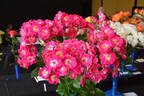Shady Lady rose photo