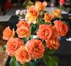 Brass Band ™ rose photo