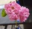 Lavender Lassie rose photo