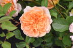 Dame Judi Dench rose photo