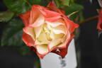 Origami rose photo