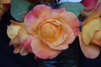 My Yellow rose photo
