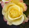 Kordes' Jubilee rose photo