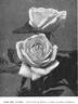 Mrs. Cocker rose photo