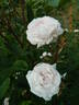 Centifolia Muscosa 'Blanche Moreau' rose photo