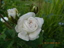 Centifolia Muscosa 'Blanche Moreau' rose photo
