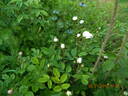 Centifolia Muscosa 'Blanche Moreau' rose photo