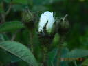 Centifolia Muscosa 'Blanche Moreau' rose photo