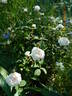 Centifolia Muscosa 'Blanche Moreau' rose photo