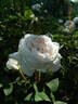 Centifolia Muscosa 'Blanche Moreau' rose photo