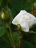 Centifolia Muscosa 'Blanche Moreau' rose photo