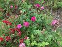 Jenny Duval rose photo