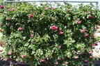 Great Balls of Fire rose photo