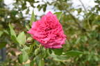 Great Balls of Fire rose photo