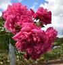 Great Balls of Fire rose photo