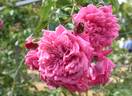 Great Balls of Fire rose photo