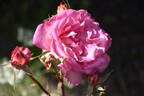 Briarcliff rose photo