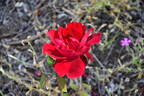 Christopher Stone rose photo
