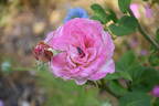 Columbia rose photo