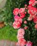 True Charm rose photo