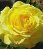 True Joy rose photo