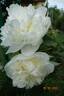 Louis Barthelot peony photo