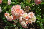 Peach Profusion rose photo