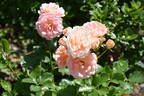 Peach Profusion rose photo