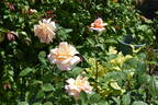 Jardins de l'Essonne rose photo