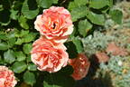 Brass Band ™ rose photo