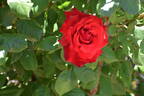 Kardinal 85 ™ rose photo