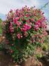 Alexandre Girault rose photo