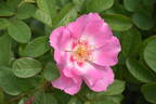 See You in Rosé rose photo
