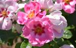See You in Rosé rose photo