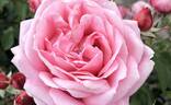 KORhologu rose photo