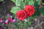 8032-98-01 rose photo