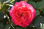 8032-98-01 rose photo