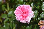 KORfrasuita rose photo