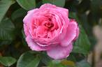KORfrasuita rose photo